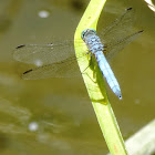 Blue Dasher