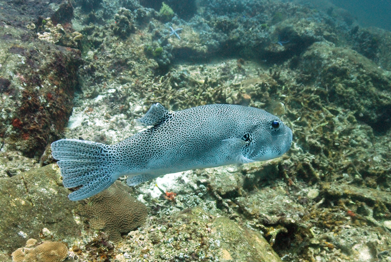 Star Pufferfish