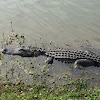 American Alligator