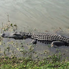 American Alligator