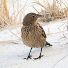 Brown-Headed Cowbird