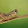 Grasshopper