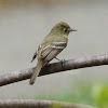 Pacific-slope Flycatcher