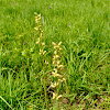 Prairie Alumroot