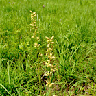 Prairie Alumroot