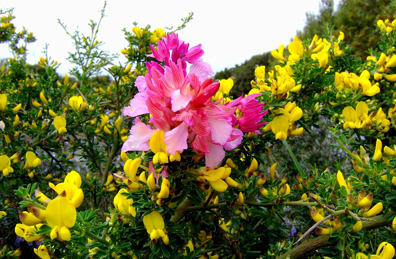 Primavera in Sardegna...ginestre e orchidee di ariosa