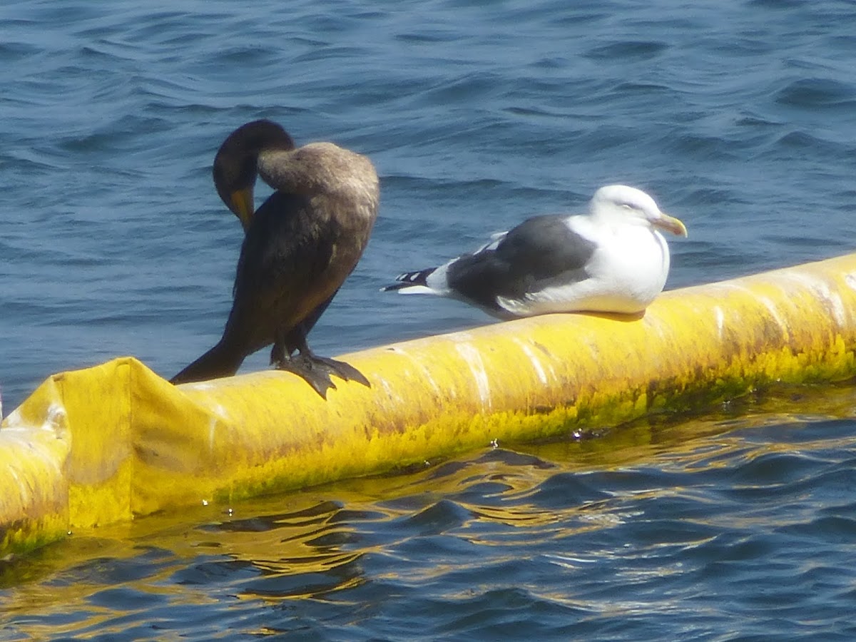 Double crested cormorant