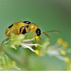 Beetle feeding on pollen