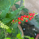 Bloodberry