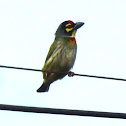 Coppersmith Barbet