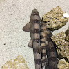 White-spotted Bamboo sharks