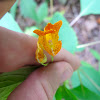 Orange Jewelweed