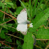 Turk's-cap White Skipper