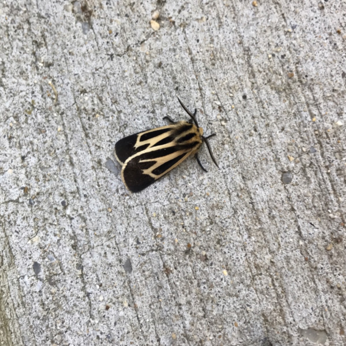 Banded Tiger Moth