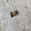 Banded Tiger Moth