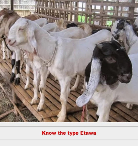 Screenshot etawa goat cultivation