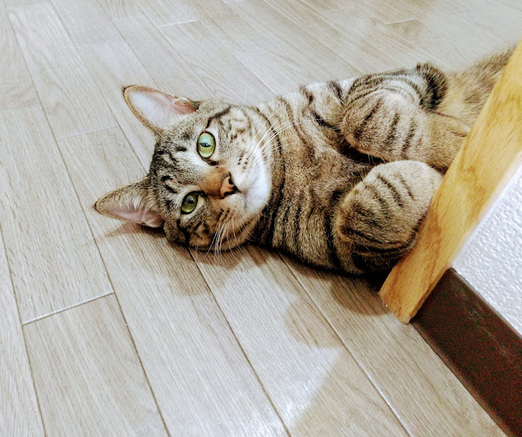 ジムニーの札幌近郊・林道・11月もよろしくお願いします・文化の日に関するカスタム事例の投稿画像12枚目
