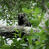 Monk-Saki Monkey