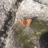 Small Tortoiseshell