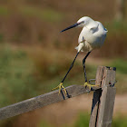 Garceta común (Little egret)