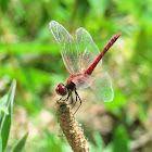 Common darter