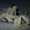 Melibe Nudibranch
