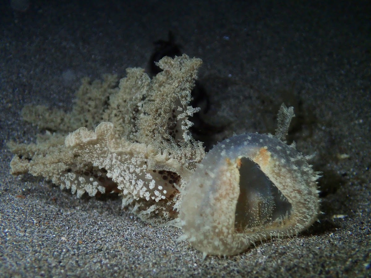 Melibe Nudibranch