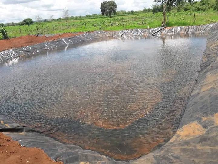 A fish pond on a farm in Kakamega.