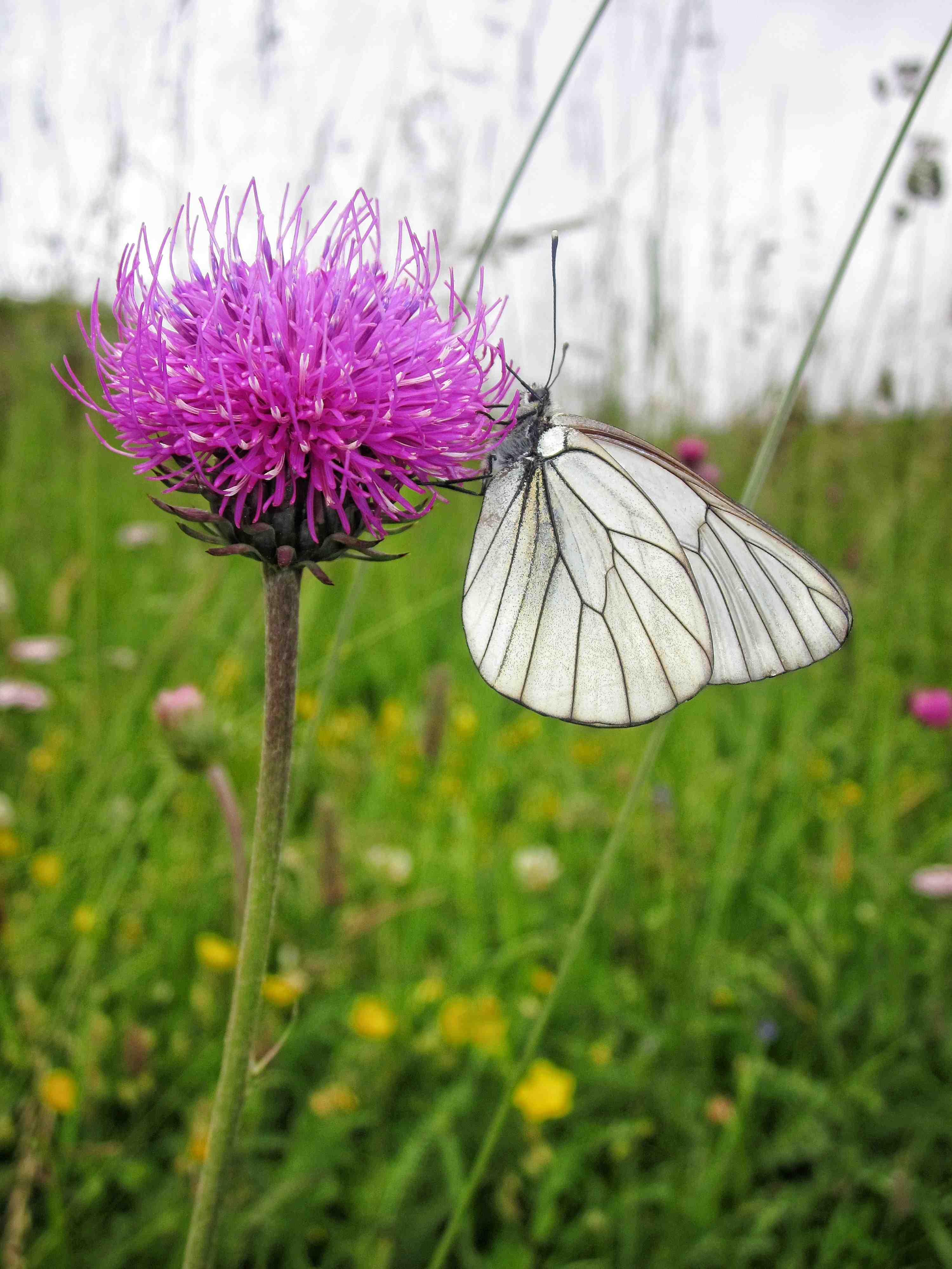 violeta di Fra_frame93