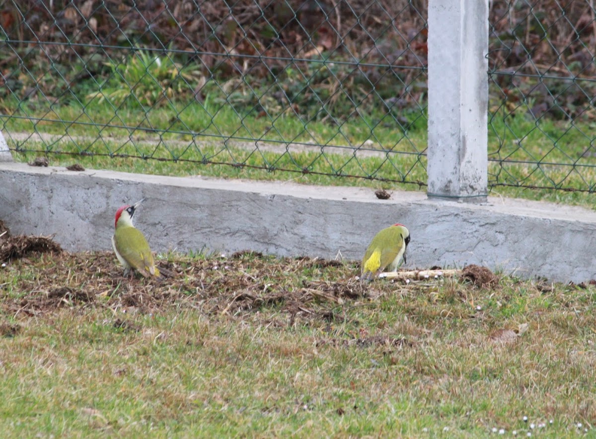 Eurasian Green Woodpecker