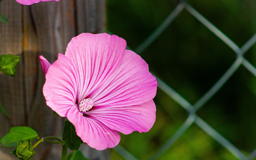 Flowers grow next to the fence