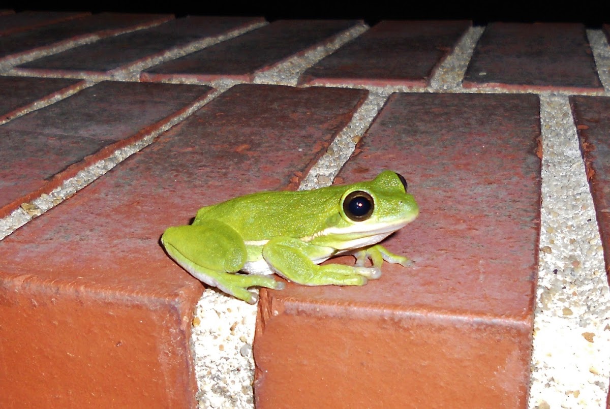 Green Treefrog