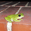 Green Treefrog