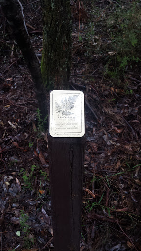 Bracken Fern