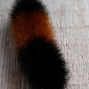 Woolly Bear Caterpillar