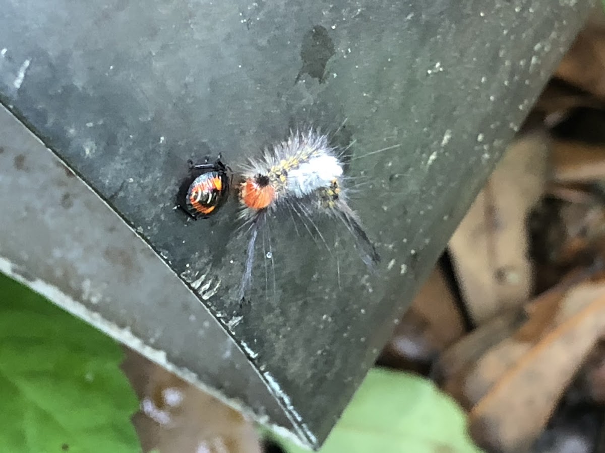 Two Spotted Stink Bug Nymph