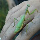 Mediterranean mantis