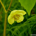 Mayapple