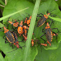 Leaf-Footed Bug (nymphs)