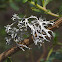 Antler Horn Lichen