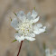 Silver Scabious