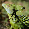 Plumed Basilisk