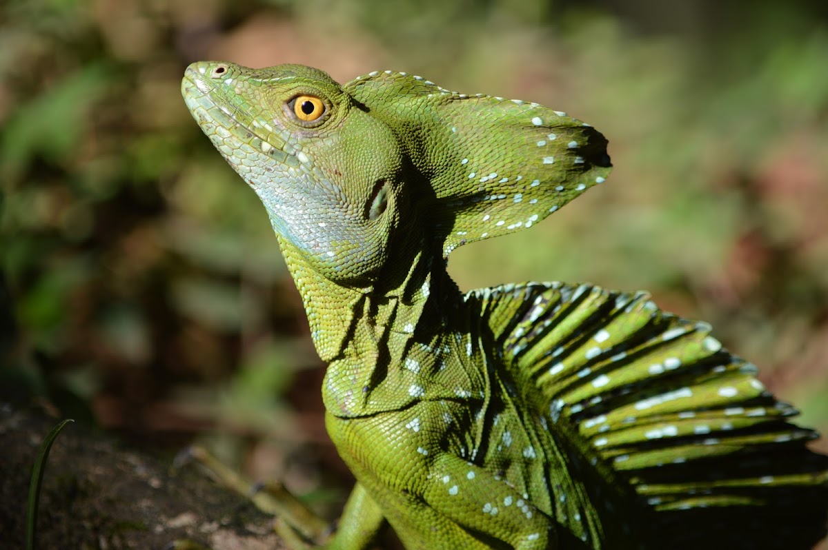 Plumed Basilisk