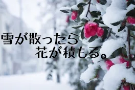 雪が散ったら花が積もる。