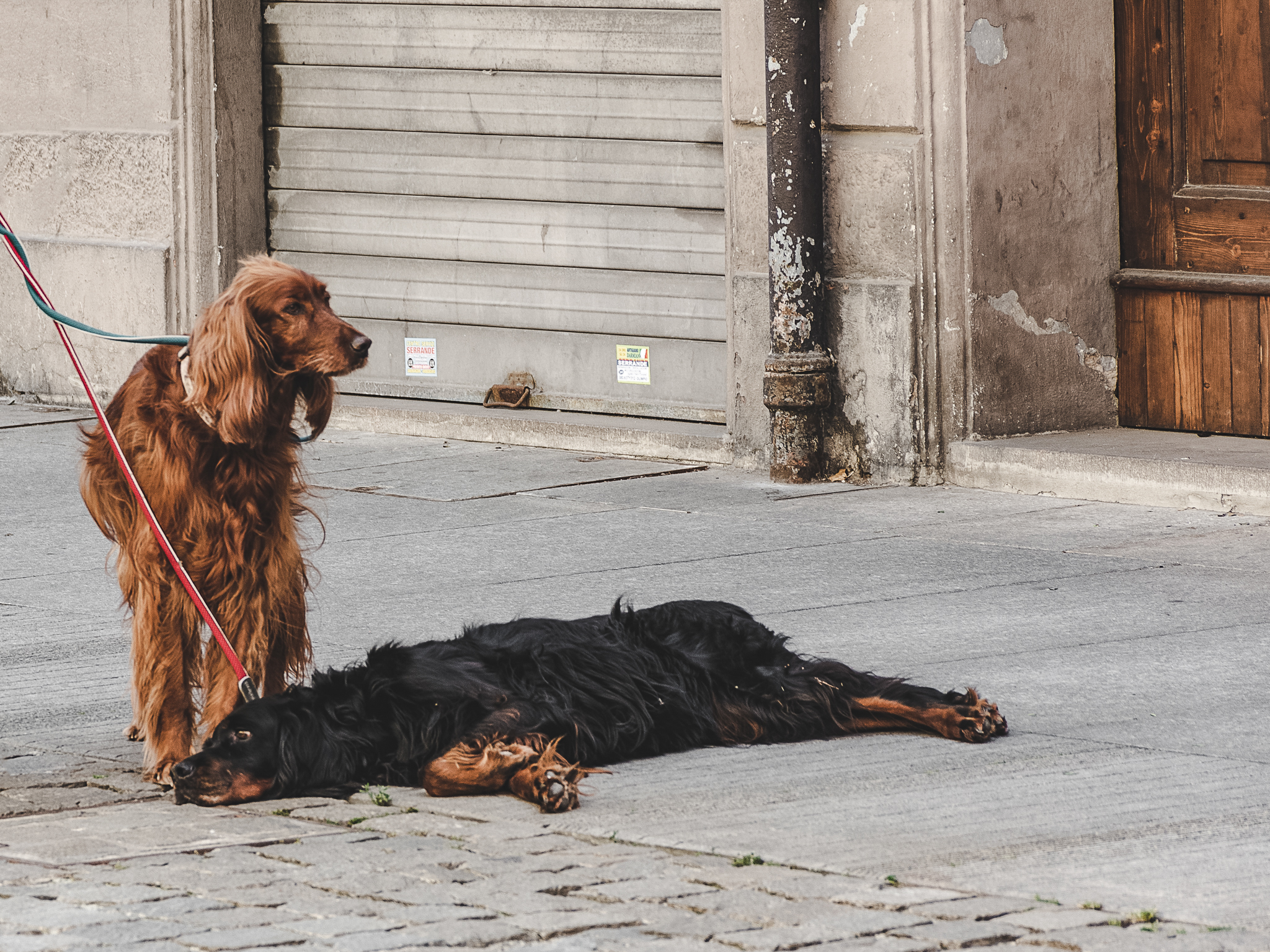 a passeggio di Elisa19foto