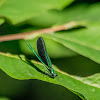 Ebony Jewelwing