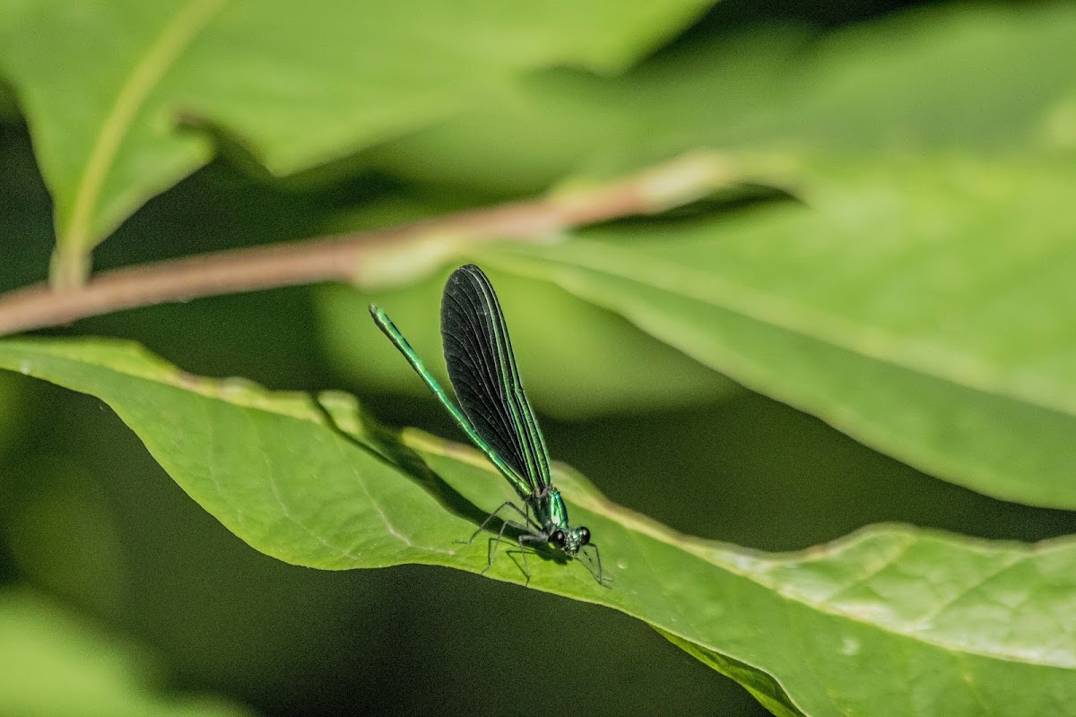 Ebony Jewelwing