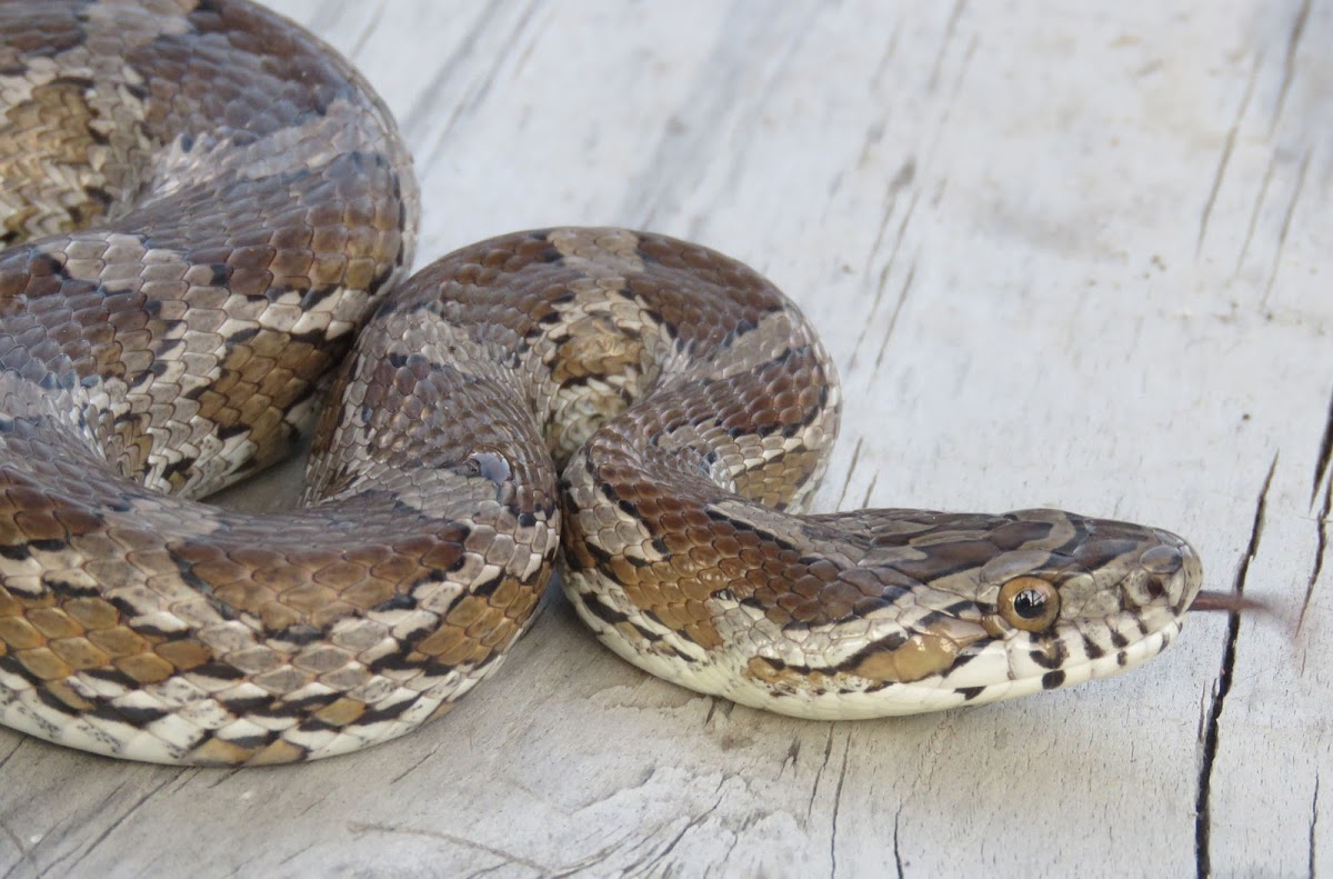 Corn Snake