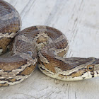 Corn Snake