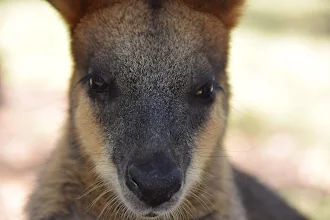 Wallaby Wallpaper Hd Google Play のアプリ